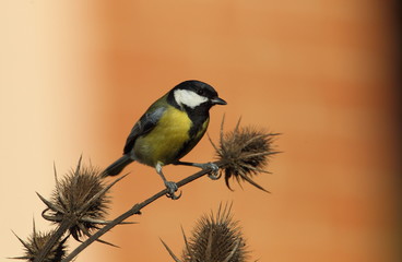 wildlife
