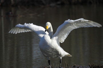 wildlife