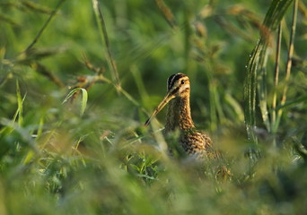 wildlife