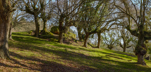 Carballeira, typical native oak forest