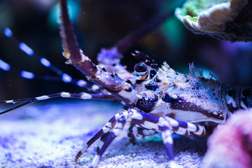 Lobster in the Sea Aquarium.