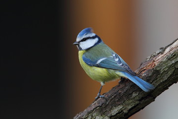 wildlife