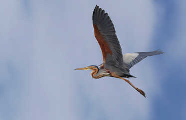 wildlife