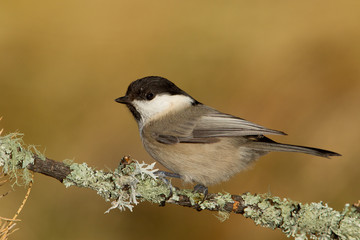 wildlife