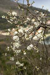 Amandier en fleur