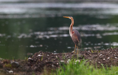 wildlife