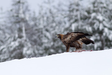 wildlife