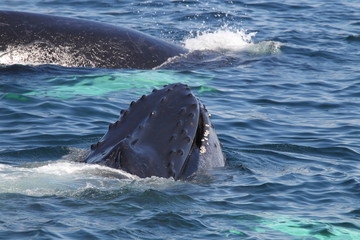 Fototapeta premium wildlife