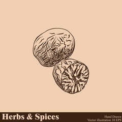 Hand drawn nutmeg isolated on beige background. Herbs and Spices sketch style vector illustrator.