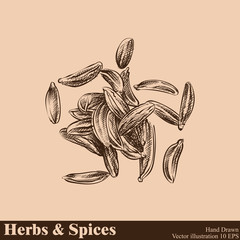 Hand drawn caraway isolated on beige background. Herbs and Spices sketch style vector illustrator.