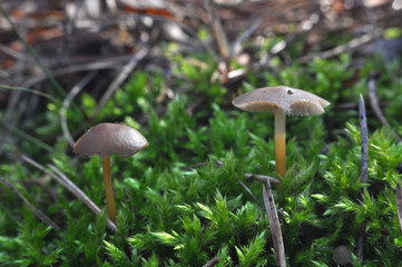 Strobilurus tenacellus, little mushroom growing in a pine forest in the spring