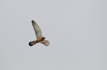 wildlife