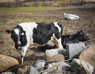 Holstein Cows Near an Old Stone Wall