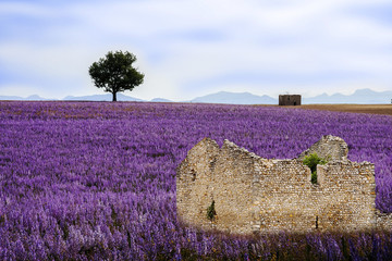 Naklejka na ściany i meble Herbs field in Provence