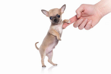 Obraz premium Dog. Chihuahua puppy on white background