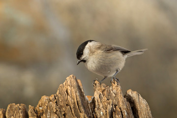 wildlife