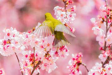 The Japanese White eye.The background is winter cherry blossoms. Located in Tokyo Prefecture Japan.