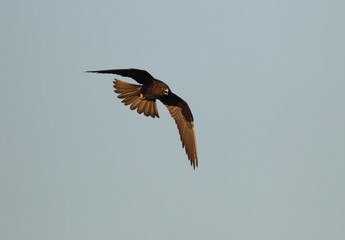 wildlife