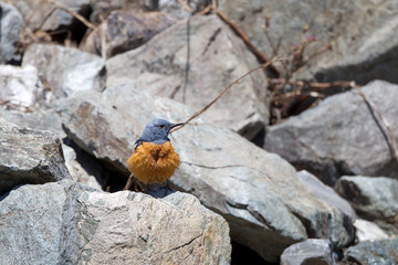 wildlife