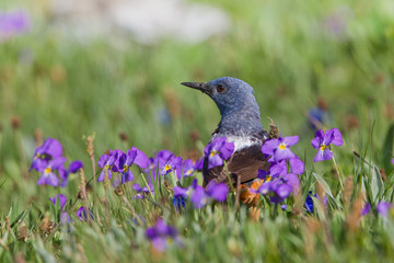 wildlife