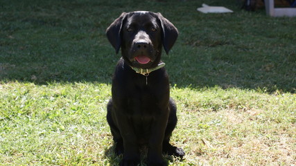 Labrador puppy