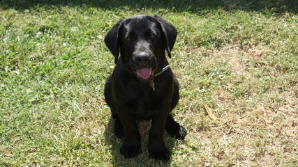 Labrador Retriever puppy