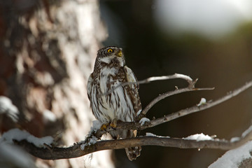 wildlife