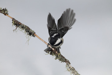 wildlife