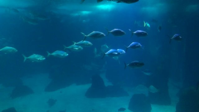 School of Fish In Huge Aquarium. An oceanarium is a marine mammal park presenting an ocean habitat with marine animals.