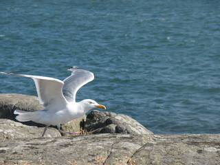 Seagull taking off