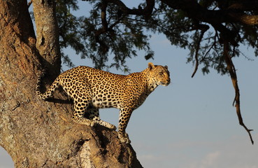 Obraz premium wildlife