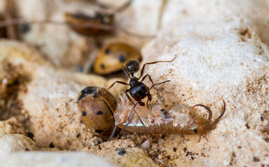 Working ant with prey