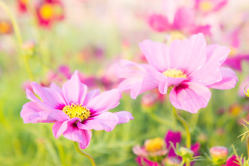 flowers cosmos colorful in the park, flowers colorful with sunlight