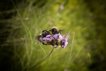 bee trinity