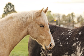 Friendly horse herd in a field in argentina