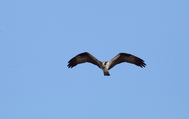 Wildlife