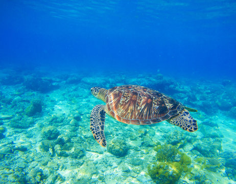 Wild sea turtle in water. Snorkeling in tropic lagoon. Oceanic animal in blue tropical sea.