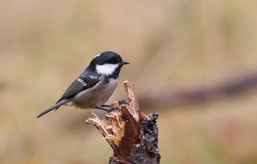 Wildlife