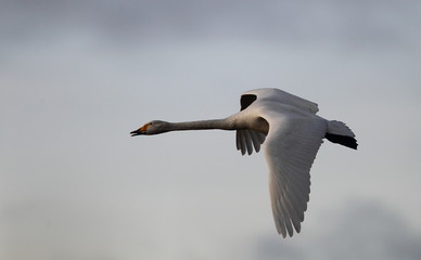 Obraz premium Wildlife