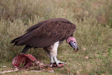 Wildlife