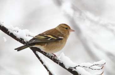 Wildlife