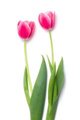 fresh pink tulips