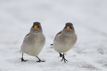 Wildlife