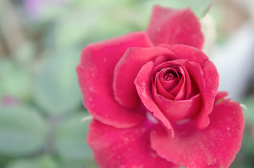 red rose flowers  in the garden , colorful rose