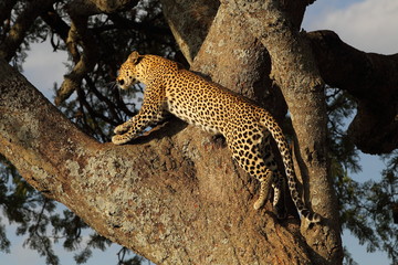 Wildlife