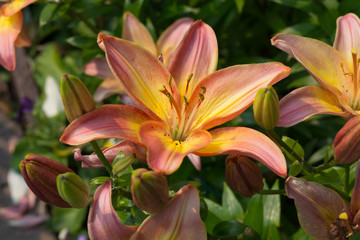 Fototapeta premium flower of a lily