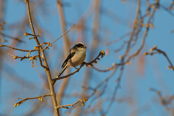 Wildlife
