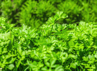 Fresh parsley