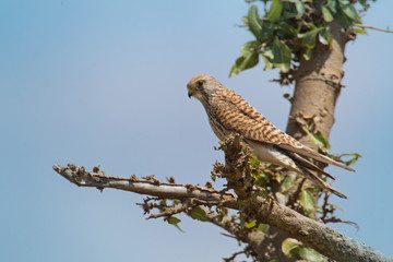 Wildlife