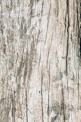 texture of bark wood use as natural background, surface eroded by time , old wood background
